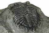 Detailed Hollardops Trilobite Fossil - Ofaten, Morocco #343268-5